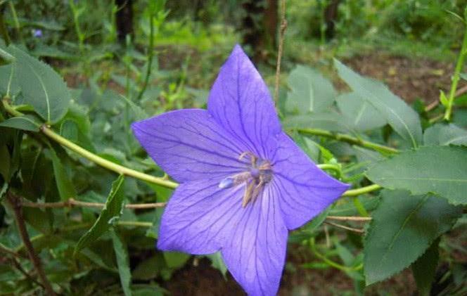 农村山上这种植物，不开花时毫不起眼，开花时惊艳夺目，其价值高