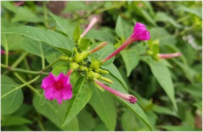 ​农村野花胭脂花，脸上粉刺的克星，采集果子没想到价值这么高