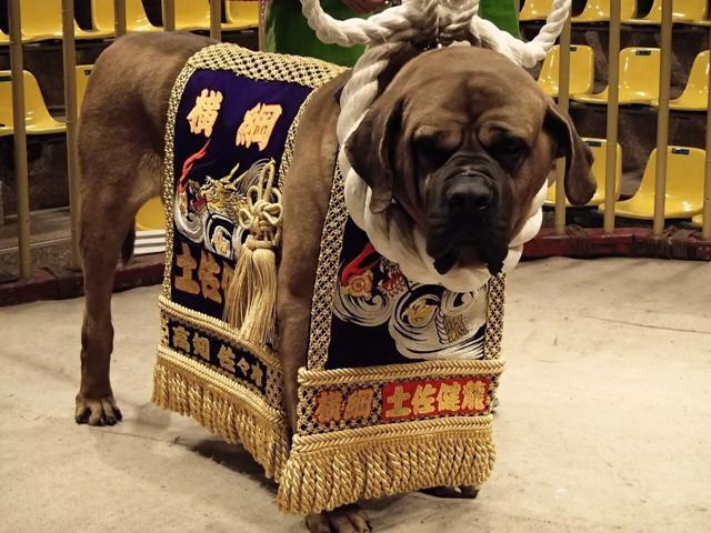 二十种世界猛犬聚首，重燃巅峰之血