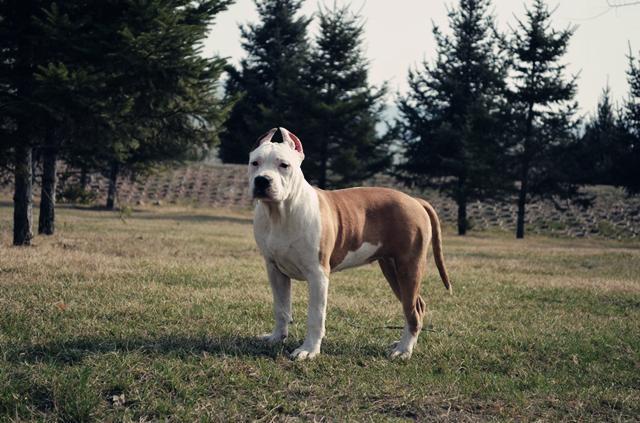 二十种世界猛犬聚首，重燃巅峰之血