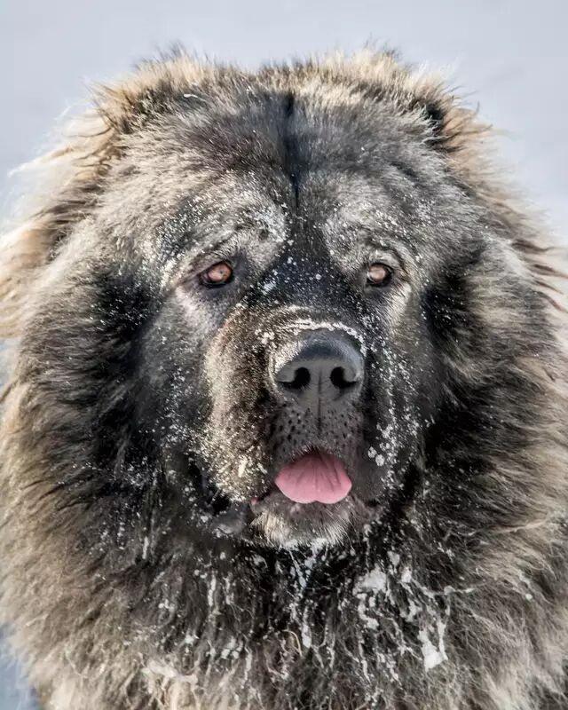 二十种世界猛犬聚首，重燃巅峰之血