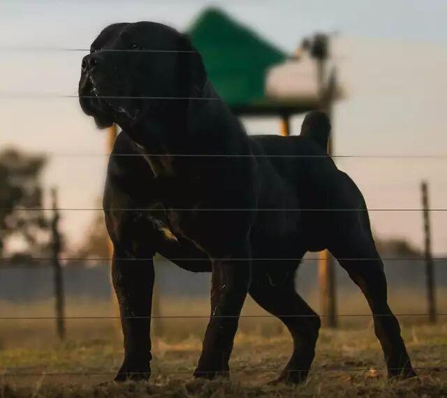 二十种世界猛犬聚首，重燃巅峰之血