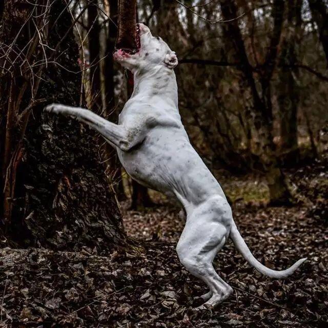 二十种世界猛犬聚首，重燃巅峰之血