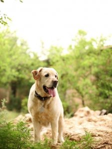 ​拉布拉多犬有哪些优缺点？