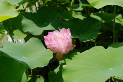 ​怎么延长荷花花期，花期一般有多长