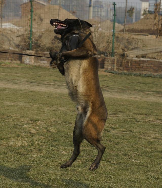 马犬又叫比利时马犬，马里努阿犬，是智商和服从性都很高的工作犬