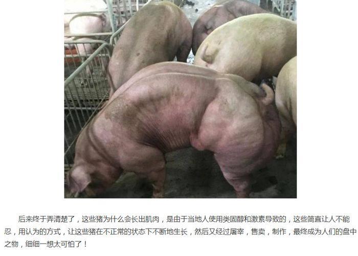 国外浑身都是瘦肉肌肉猪，竟然这样养出来，就问你还敢吃吗？