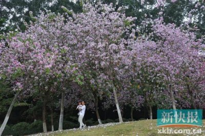 ​宫粉紫荆竞相开放 来这里邂逅“粉色浪漫”吧