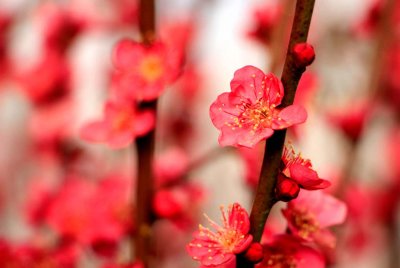 ​梅花怎么剪枝，什么时候剪枝