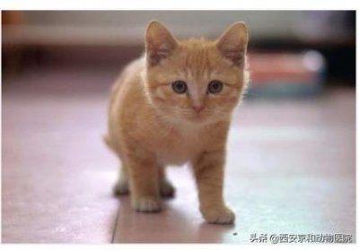 ​猫咪知识：猫咪只尿不拉屎怎么办？猫咪只排尿不排便什么真相