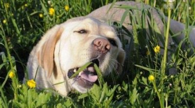 ​巴哥犬：独特魅力的丑萌犬种介绍