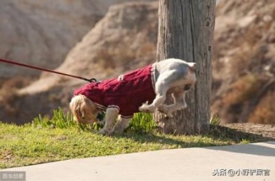 ​为什么国内不卖食人鱼食人鱼为什么不吃食人鱼